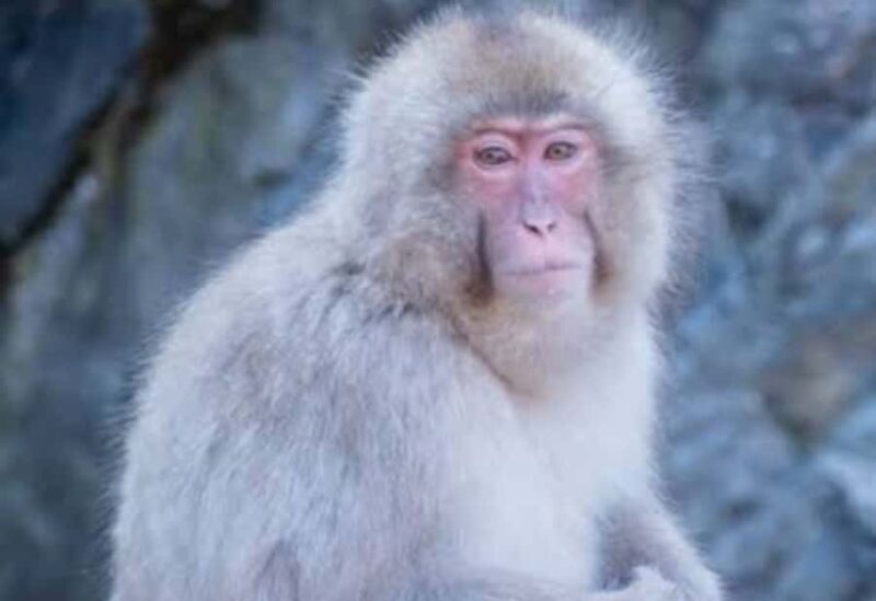 Tokyo:Snow Monkey Private Customized Tour With English guide - Discovering Nagano’s Natural and Cultural Gems