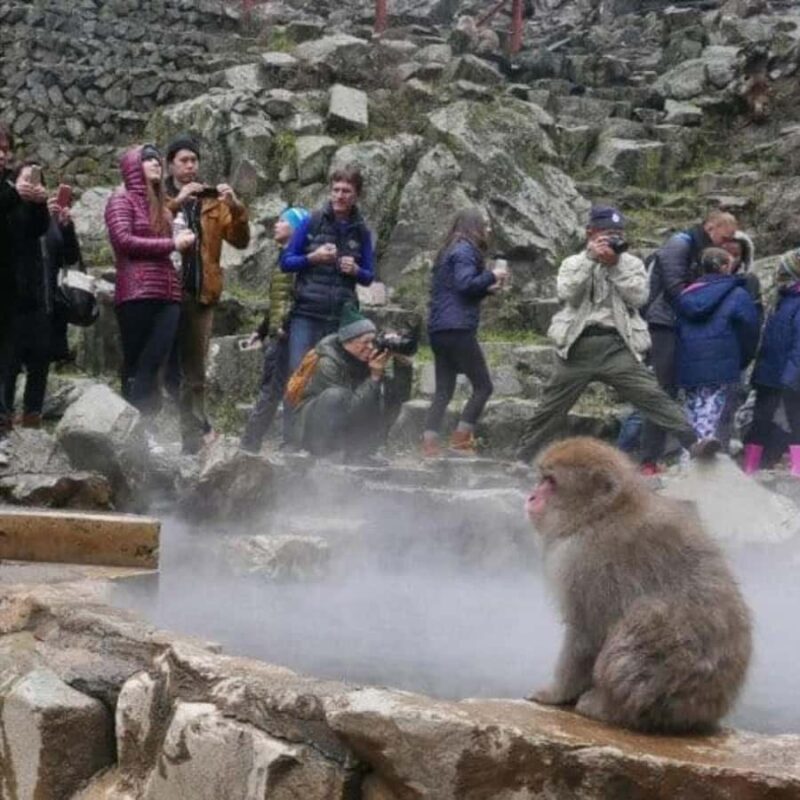 Tokyo:Snow Monkey Private Customized Tour With English guide - Why This Tour Offers Great Value