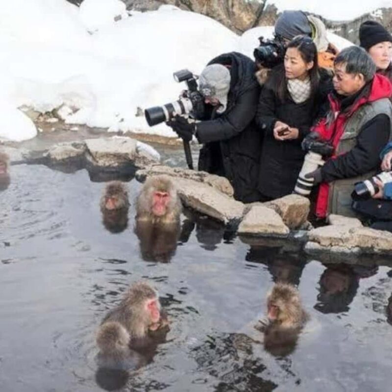 Tokyo:Snow Monkey Private Customized Tour With English guide - A Full Breakdown of the Experience