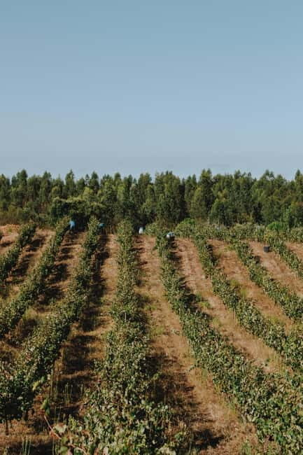 Tomar: Lunch among the vineyards - Final Thoughts