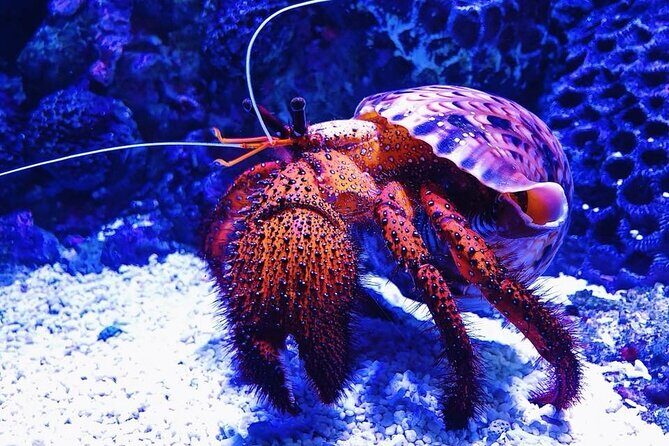 Tomb of the Pharaohs and Cairns Aquarium Combo - Detailed Itinerary Breakdown