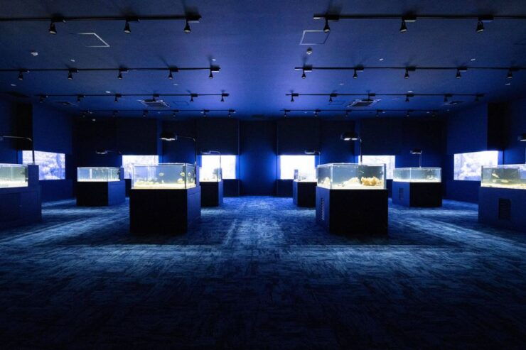 Tomigusuku: DMM Kariyushi Aquarium Admission - Good To Know