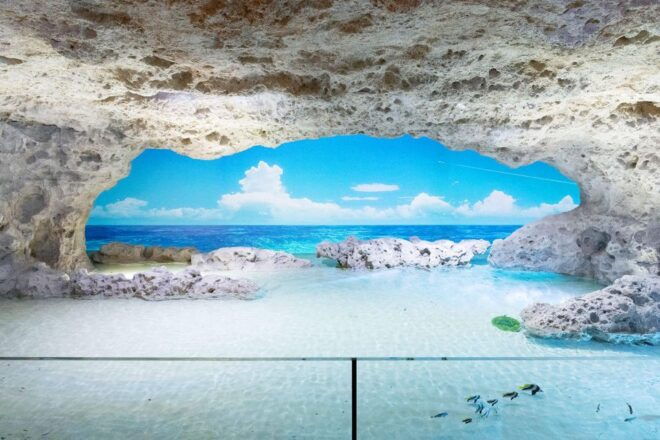 Tomigusuku: DMM Kariyushi Aquarium Admission - Skip the Ticket Line and Accessibility