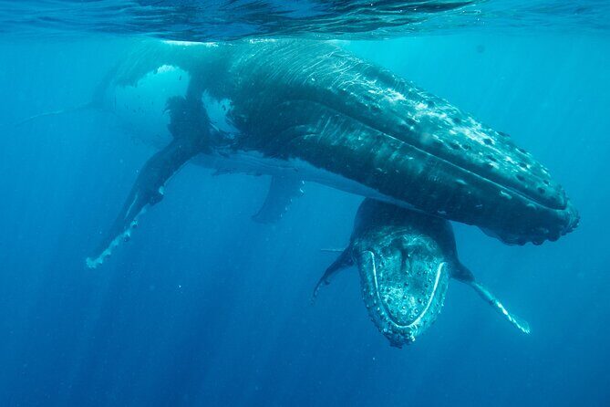 Tonga Holiday V Island Tours - Fixed Prices BEST VALUE - The Sum Up: Is It Worth It?