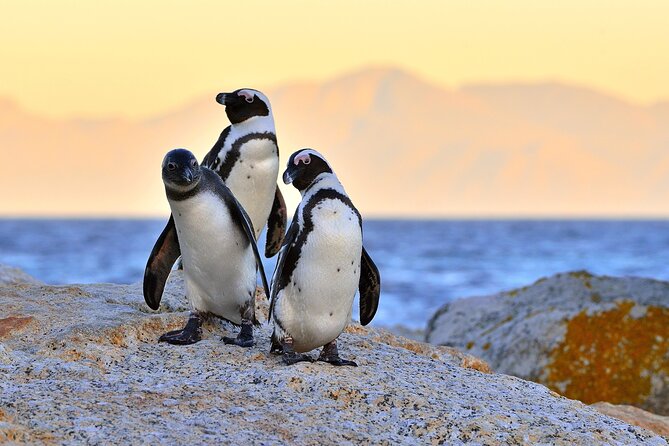 Top 10 Super Tour: Table Mountain, Penguins & Cape of Good Hope Small Group Trip - Expert Guides and In-Depth Knowledge