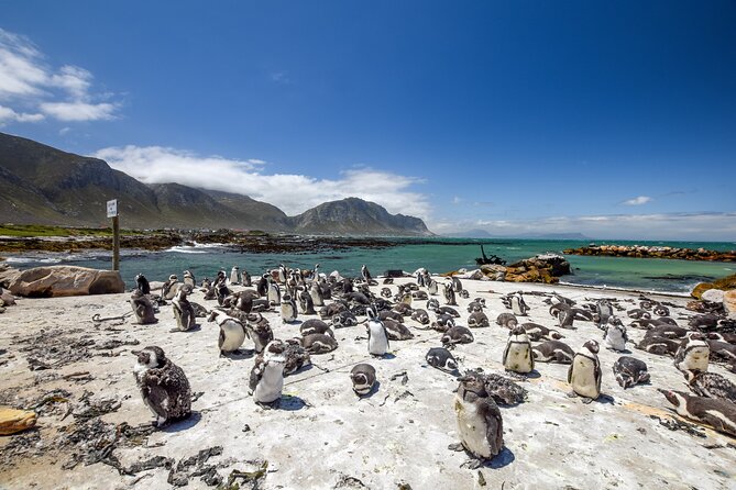 Top 10 Super Tour: Table Mountain, Penguins & Cape of Good Hope Small Group Trip - Comfortable Transportation and Amenities