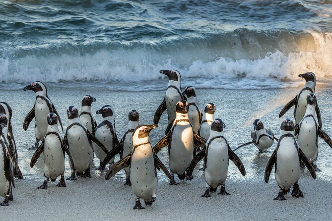 Top 10 Super Tour: Table Mountain, Penguins & Cape of Good Hope Small Group Trip - Recommended for First-Time Visitors