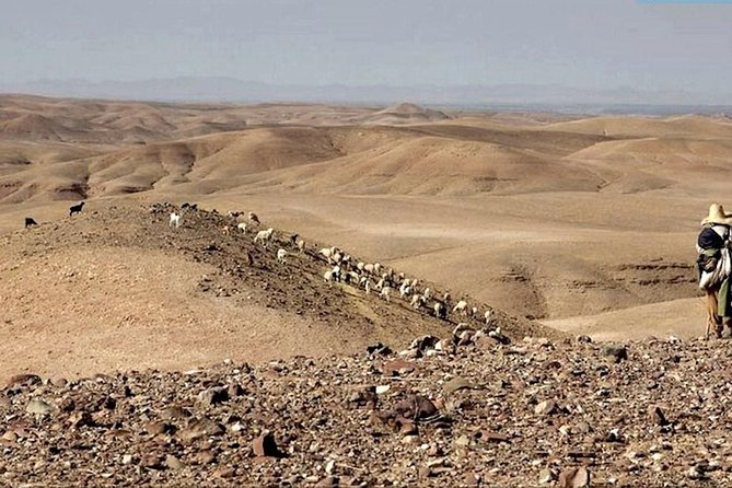 Top Activities: Quad Bike Tour From Marrakech to Agafay Desert or Palm Grove - Reviews and Ratings