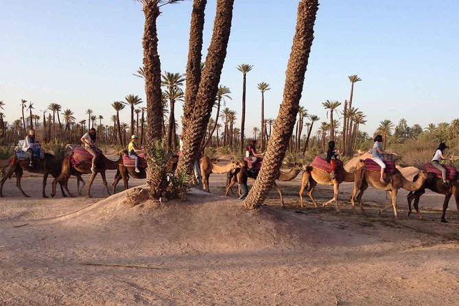 Top Activities: Sunset Camel Ride in the Palm Grove of Marrakech - Reviews and Ratings