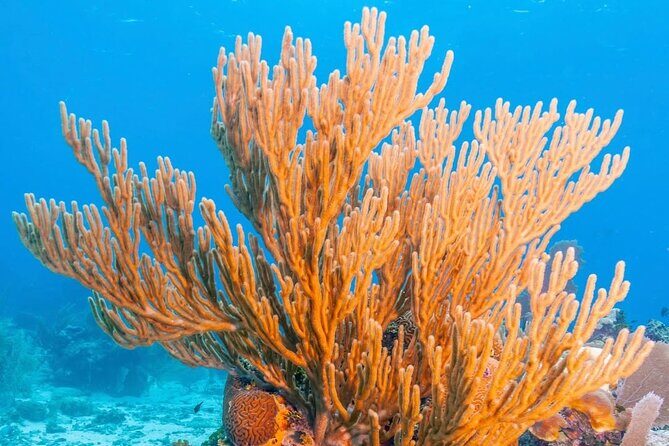 Top Snorkeling Experience in Puerto Morelos Reef - Setting Off Into the Caribbean Sea