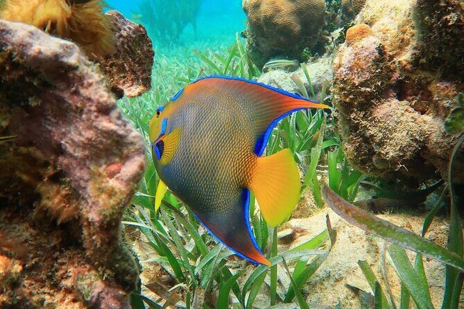 Top Snorkeling Experience in Puerto Morelos Reef - What’s Included and What’s Not