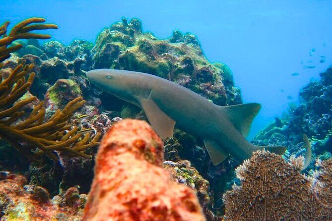 Top Snorkeling Experience in Puerto Morelos Reef - The Sum Up