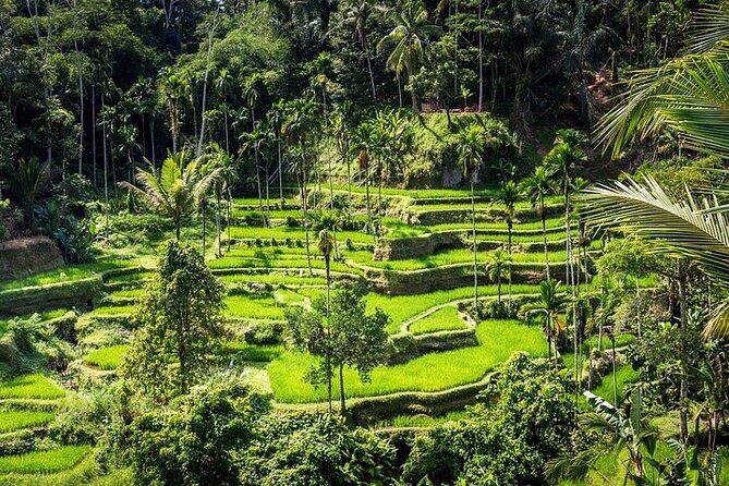 Top Ubud Attractions: Private Full-Day Guided Tour - The Breakdown: What to Expect from Each Stop