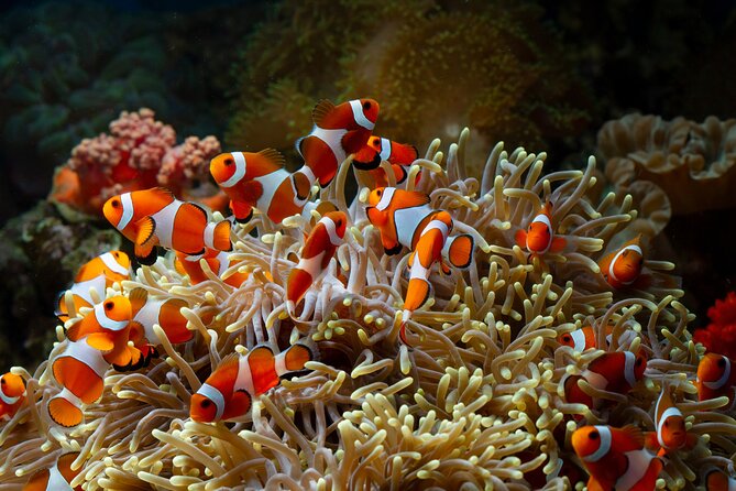 Toraja Togean Island Manado Bunaken Overland Sulawesi 15 Days - Toraja Cultural Experience