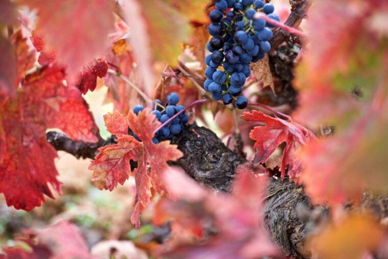 Toro: Piedra Winery Tour and Tastings - Booking Your Tour: Pricing and Policies