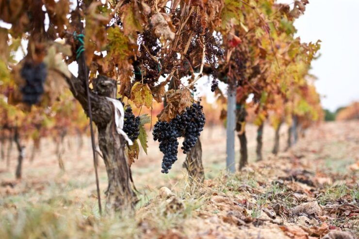 Toro: Piedra Winery Tour and Tastings - Booking Information