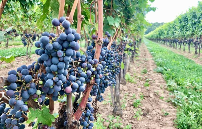 Toronto: Niagara-on-the-Lake, Wine Tasting & Chocolate Tour - FAQs