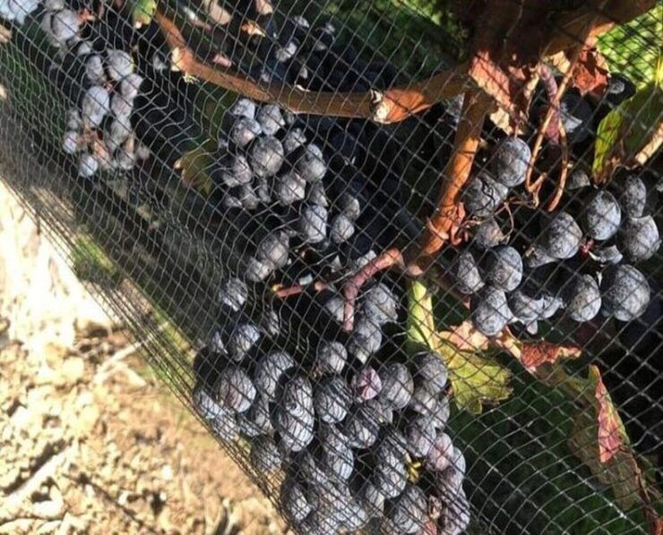 Toronto: Private Wine Tour to Niagara-on-the-Lake - Good To Know