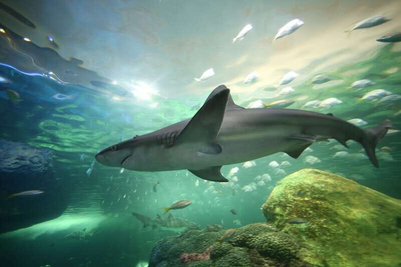 Toronto: Ripley's Aquarium of Canada Entry Ticket - Authentic Insights from Visitors