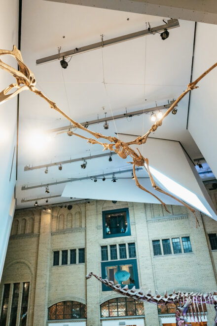 Toronto: Royal Ontario Museum Admission Ticket - Visitor Experience and Recommendations