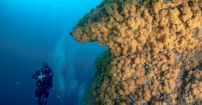 Torre Annunziata: Scuba Dive for Certified Divers - Experience Description