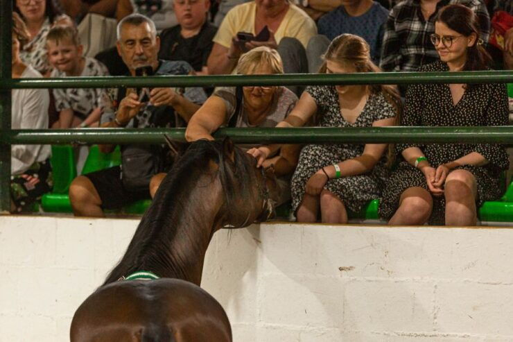 Torremolinos: Andalusian Horse Show With Flamenco Dance - Activity Details