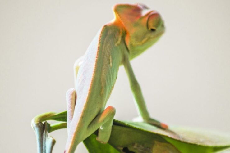 Torremolinos: Crocodile Park Entrance Ticket - Experience Highlights