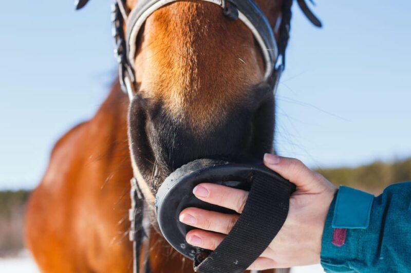 Torremolinos: Guided Tour to Stables of El Ranchito - Good To Know
