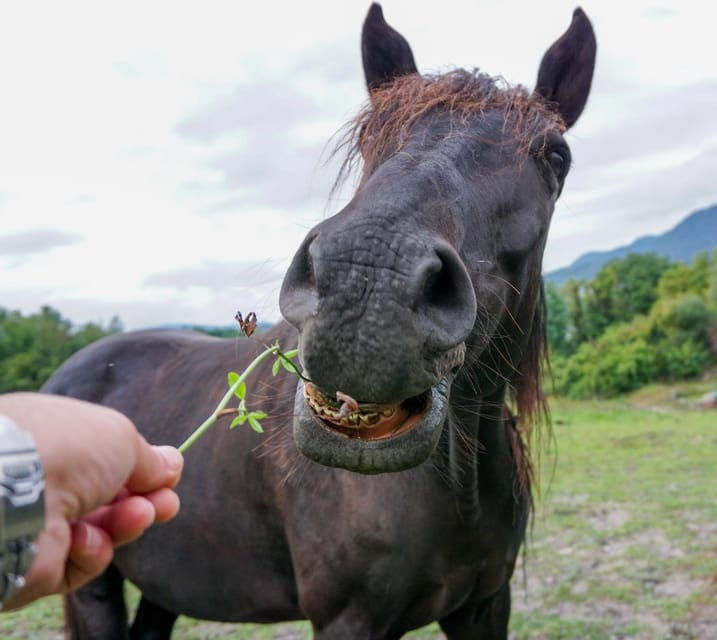 Torremolinos: Guided Tour to Stables of El Ranchito - Customer Reviews