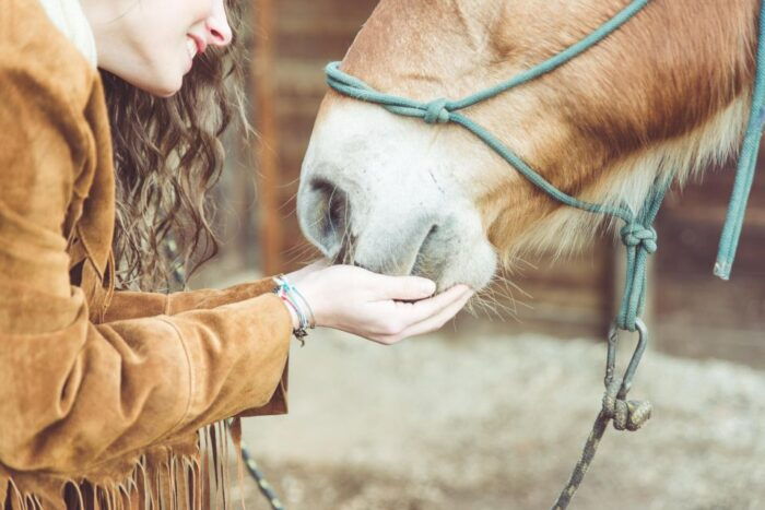 Torremolinos: Guided Tour to Stables of El Ranchito - Interacting With Pura Raza Española Horses