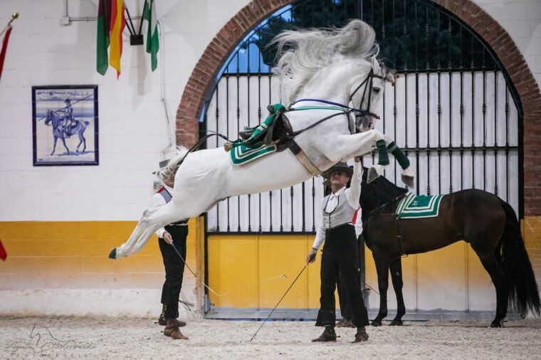 Torremolinos: Spanish Horse Show and Flamenco Option With Dinner - Flamenco Dinner Experience
