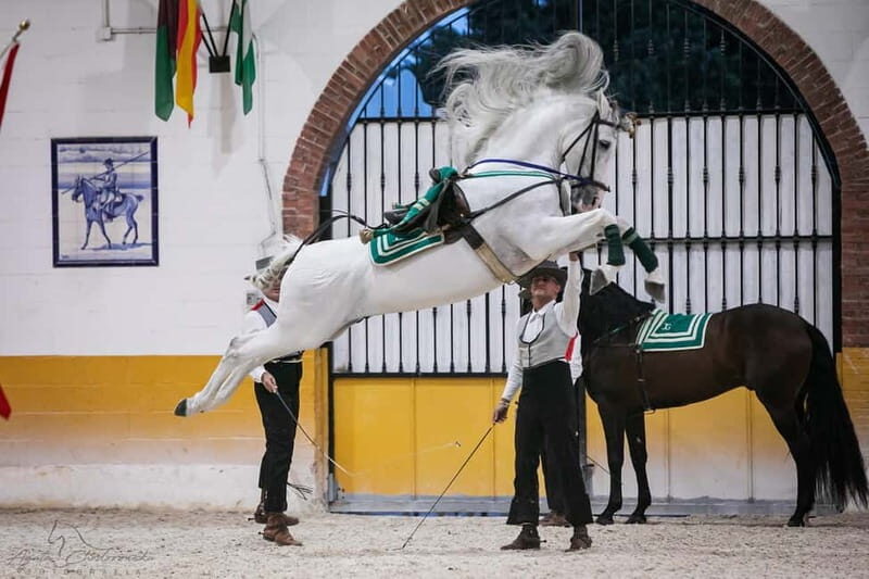 Torremolinos: Spanish horse show and flamenco with dinner option - An In-Depth Look at the Experience
