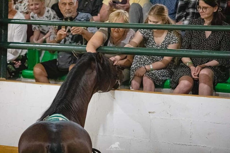 Torremolinos: Spanish horse show and flamenco with dinner option - Frequently Asked Questions