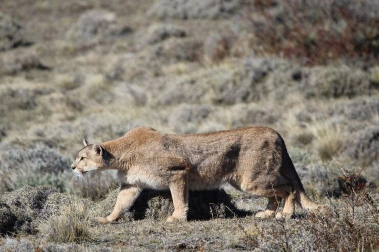 Torres Del Paine Photo Safari - Wildlife Watching at Lago Sarmiento