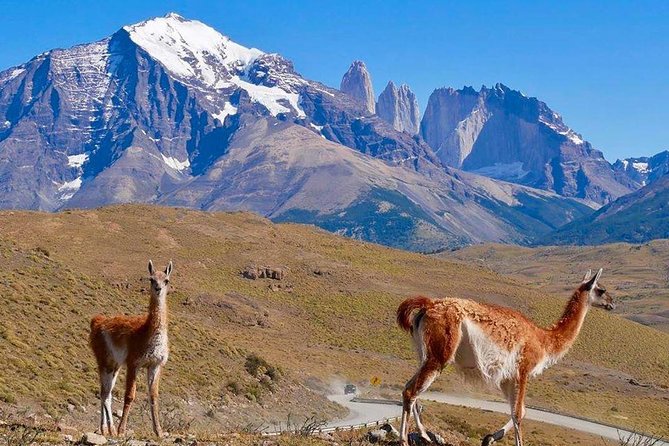 Torres Del Paine Tour From Punta Arenas - Host Response