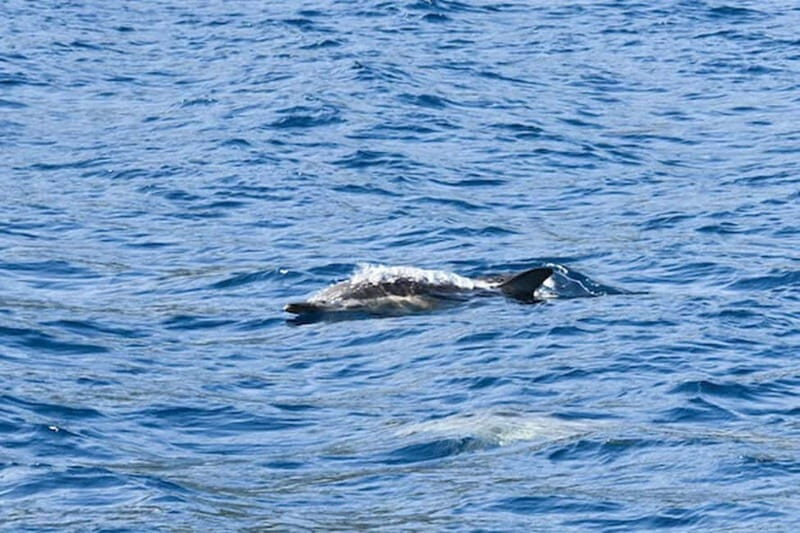 Torrevieja: Adventure tour with the Apaleo catamaran - Practical Tips for Travelers