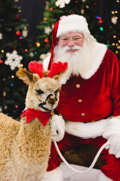 Torrington: Santa Photos & Alpaca Experience - Alpacas and Santa Photos