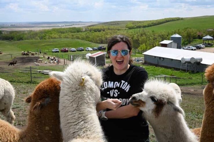 Torrington: Visit Kirks Alpaca Farm - Good To Know
