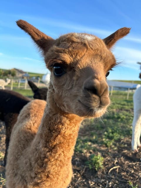 Torrington: Visit Kirks Alpaca Farm - Friendly Alpaca Interactions