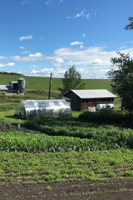 Torrington: Visit Kirks Alpaca Farm - Unique Alpaca Yarn and Treats