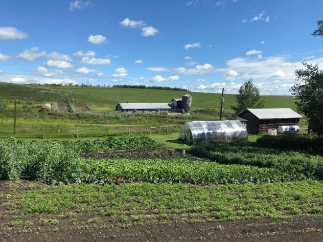 Torrington: Visit Kirks Alpaca Farm - Convenient Booking and Cancellation