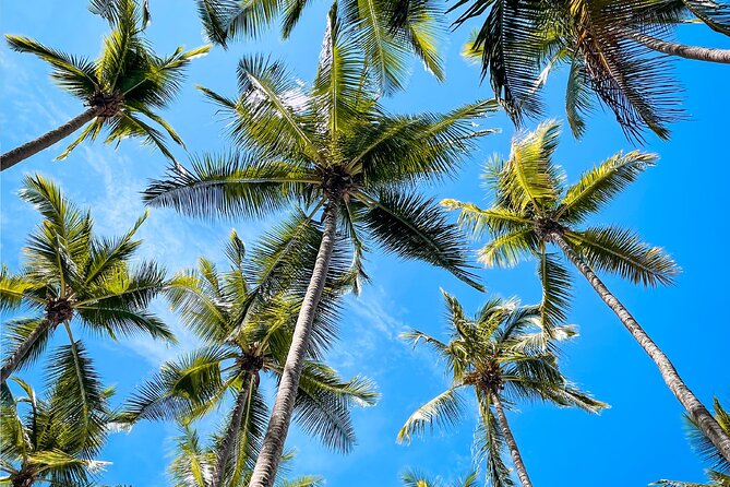 Tortuga Island Full Day Tour From San José With Lunch - Island Activities