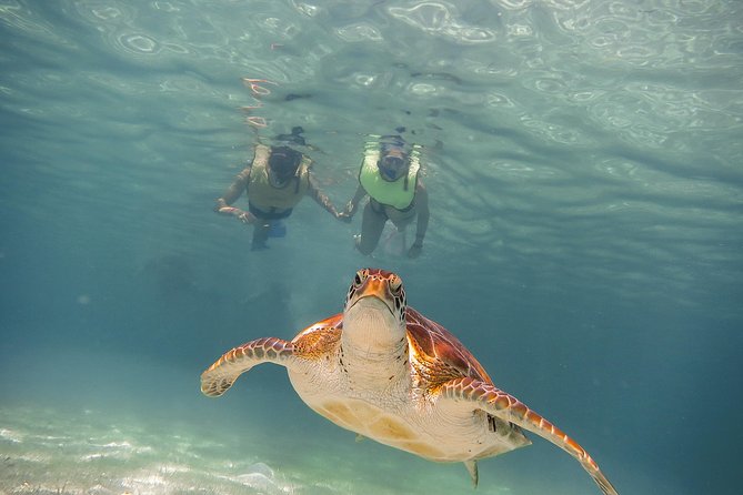 Tortugas & Cenotes Snorkel With Turtles Tour - Tour Overview