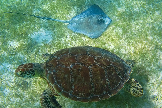 Tortugas & Cenotes Snorkel With Turtles Tour - Viator Help Center
