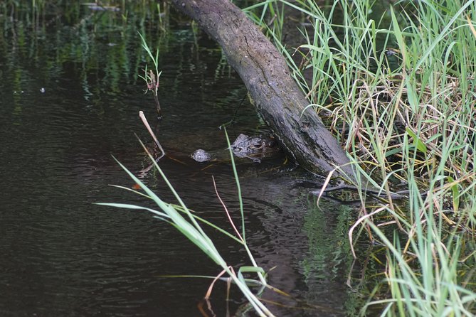 Tortugerro Canal With the Redfrogteam - Tour Highlights