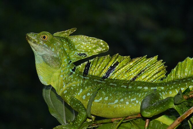 Tortuguero: Canoe Tour, Day Hike, Hill Tour, Night Tour or Spawning - Frequently Asked Questions