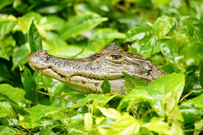 Tortuguero: Canoe Tour, Day Hike, Hill Tour, Night Tour or Spawning - The Sum Up