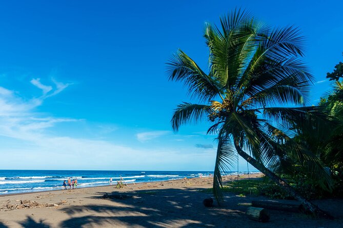 Tortuguero: Canoe Tour + Night Tour or Turtle Spawning - Reviews