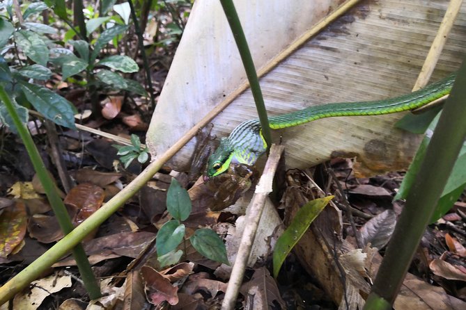 Tortuguero National Park Small-Group Hiking Tour - Tour Overview