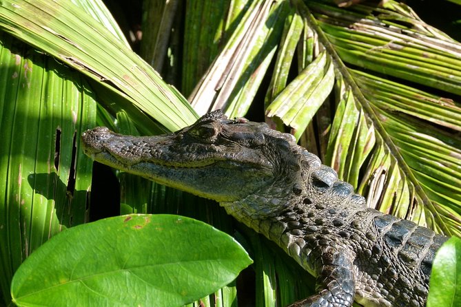 Tortuguero National Park: Thrilling Canoe & Night Tour - Tour Highlights